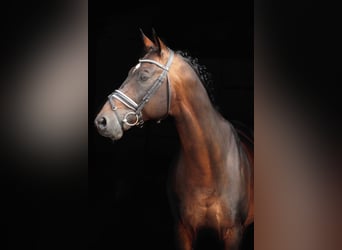 Trakehner, Wallach, 19 Jahre, 165 cm, Brauner