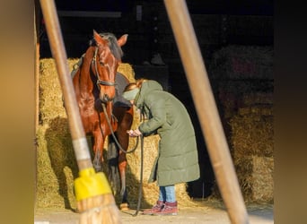 Trakehner, Wallach, 19 Jahre, 170 cm, Brauner