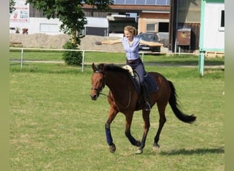 Trakehner, Wallach, 19 Jahre, 170 cm