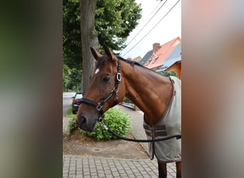 Trakehner, Wallach, 19 Jahre, 172 cm, Brauner