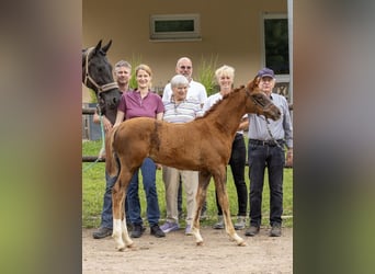 Trakehner, Wallach, 1 Jahr, 145 cm, Fuchs