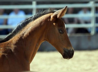 Trakehner, Wallach, 1 Jahr, Brauner