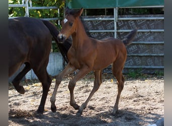 Trakehner, Wallach, 1 Jahr, Brauner