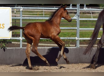 Trakehner, Wallach, 1 Jahr, Brauner
