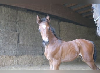 Trakehner, Wallach, 1 Jahr, Brauner