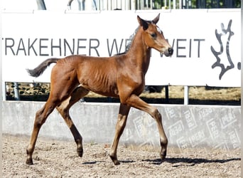 Trakehner, Wallach, 1 Jahr, Brauner