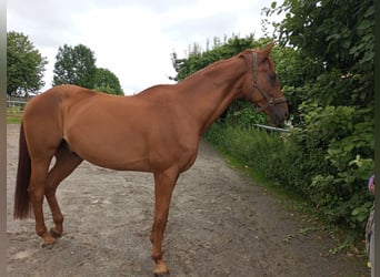 Trakehner, Wallach, 20 Jahre, 170 cm, Fuchs