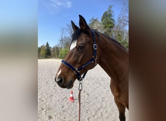 Trakehner, Wallach, 21 Jahre, 166 cm, Brauner