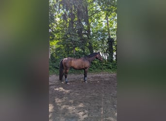 Trakehner, Wallach, 21 Jahre, 172 cm, Brauner