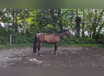 Trakehner, Wallach, 21 Jahre, 172 cm, Brauner