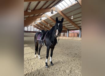 Trakehner, Wallach, 21 Jahre, 174 cm, Dunkelbrauner
