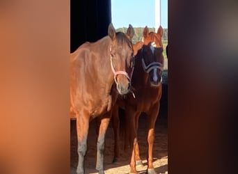 Trakehner, Wallach, 22 Jahre, 168 cm, Brauner