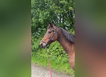 Trakehner, Wallach, 23 Jahre, 173 cm, Brauner