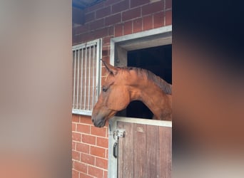 Trakehner, Wallach, 23 Jahre, Brauner