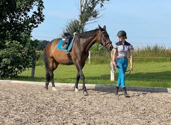 Trakehner, Wallach, 24 Jahre, 172 cm, Brauner