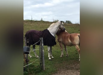 Trakehner, Wallach, 24 Jahre, 173 cm, Fliegenschimmel
