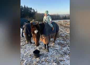Trakehner, Wallach, 25 Jahre, 163 cm, Dunkelbrauner