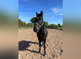 Trakehner, Wallach, 25 Jahre, 170 cm, Rappe