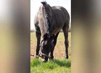 Trakehner, Wallach, 26 Jahre, 163 cm, Dunkelbrauner