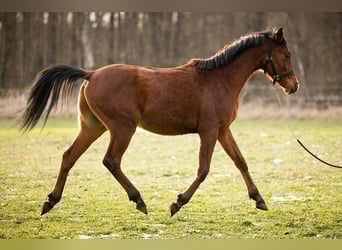 Trakehner, Wallach, 2 Jahre, 157 cm, Brauner