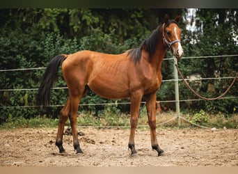 Trakehner, Wallach, 2 Jahre, 157 cm, Brauner
