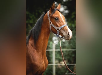 Trakehner, Wallach, 2 Jahre, 157 cm, Brauner