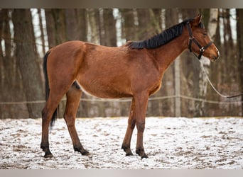 Trakehner, Wallach, 2 Jahre, 157 cm, Brauner