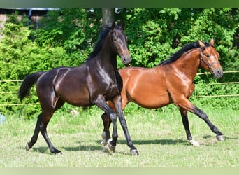 Trakehner, Wallach, 2 Jahre, 160 cm, Schwarzbrauner