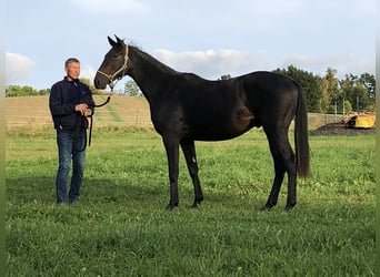 Trakehner, Wallach, 2 Jahre, 160 cm, Schwarzbrauner