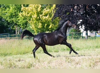 Trakehner, Wallach, 2 Jahre, 160 cm, Schwarzbrauner