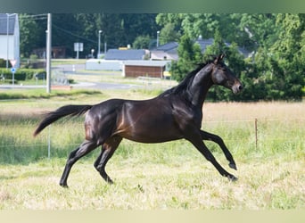Trakehner, Wallach, 2 Jahre, 160 cm, Schwarzbrauner