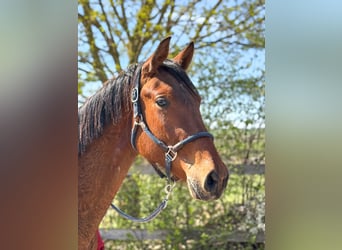 Trakehner, Wallach, 2 Jahre, 162 cm, Brauner