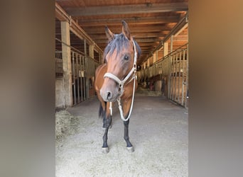 Trakehner, Wallach, 2 Jahre, 162 cm, Brauner