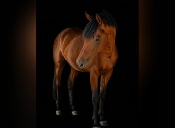 Trakehner, Wallach, 2 Jahre, 162 cm, Brauner