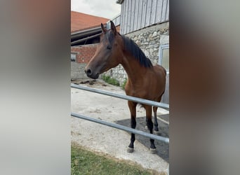 Trakehner, Wallach, 2 Jahre, 162 cm, Brauner
