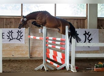 Trakehner, Wallach, 2 Jahre, 165 cm, Brauner