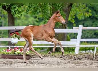 Trakehner, Wallach, 2 Jahre, 165 cm, Brauner