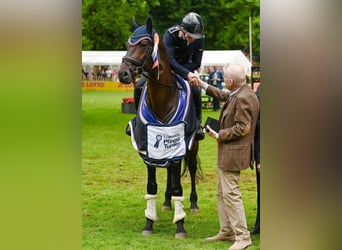 Trakehner, Wallach, 2 Jahre, 165 cm, Brauner
