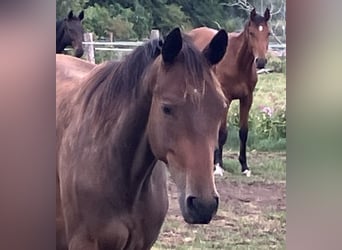 Trakehner, Wallach, 2 Jahre, 165 cm, Brauner