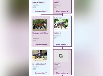 Trakehner, Wallach, 2 Jahre, 165 cm, Dunkelbrauner