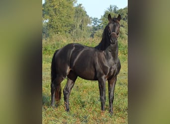 Trakehner, Wallach, 2 Jahre, 165 cm, Dunkelbrauner