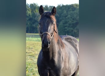 Trakehner, Wallach, 2 Jahre, 165 cm, Dunkelbrauner