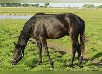 Trakehner, Wallach, 2 Jahre, 165 cm, Rappe