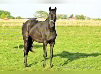 Trakehner, Wallach, 2 Jahre, 165 cm, Rappe