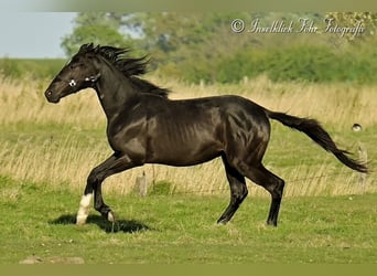 Trakehner, Wallach, 2 Jahre, 165 cm, Rappe