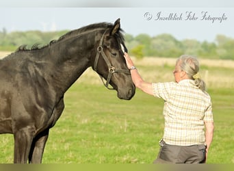 Trakehner, Wallach, 2 Jahre, 165 cm, Rappe