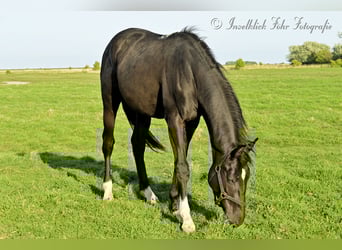 Trakehner, Wallach, 2 Jahre, 165 cm, Rappe