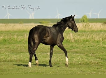 Trakehner, Wallach, 2 Jahre, 165 cm, Rappe