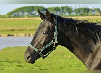Trakehner, Wallach, 2 Jahre, 165 cm, Rappe