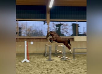 Trakehner, Wallach, 2 Jahre, 167 cm, Fuchs